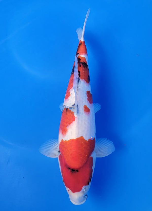Koi fish for sale — 36 cm Isa Showa at ChampKoi