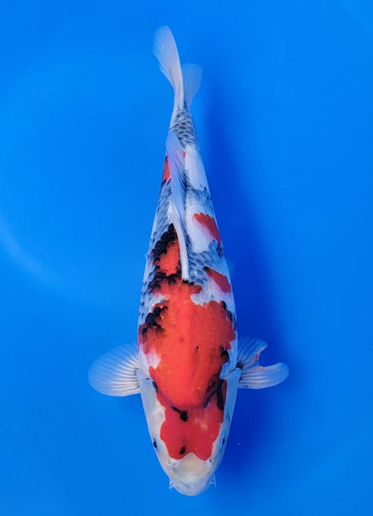 Koi fish for sale β 36 cm Isa Showa at ChampKoi
