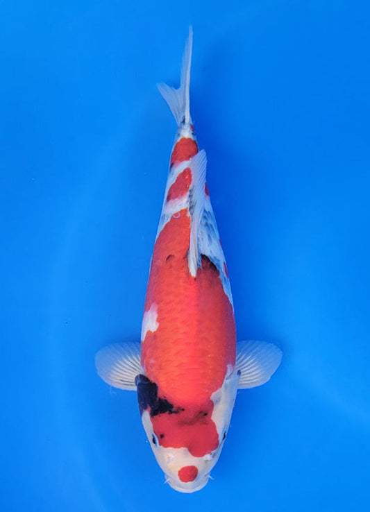 Koi fish for sale β 36 cm Isa Showa at ChampKoi