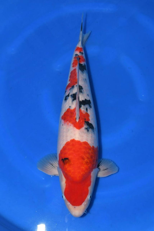 Koi fish for sale — 52 cm Taniguchi Sanke at ChampKoi
