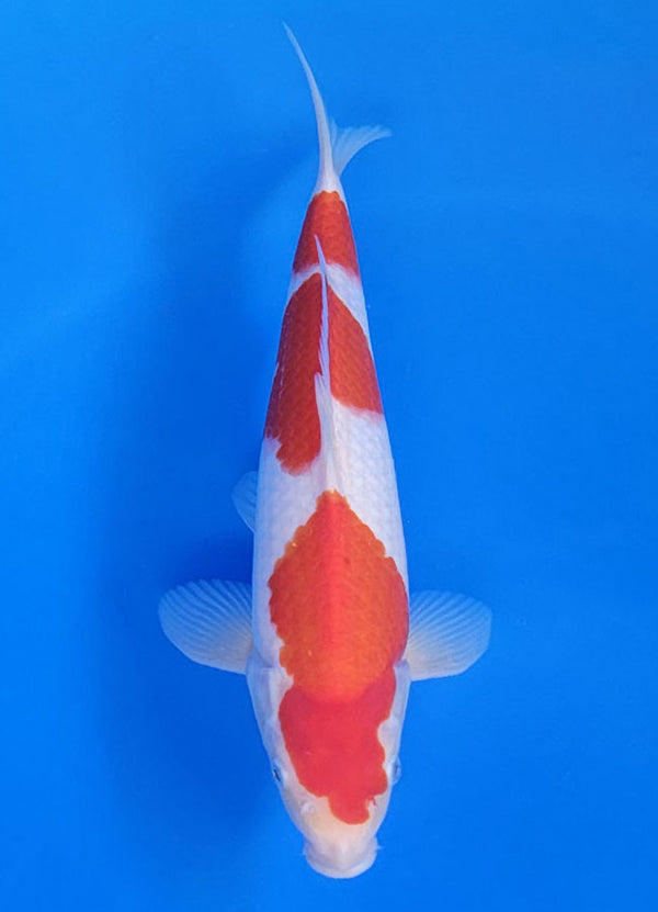 Koi fish for sale — 31 cm Matsue Kohaku at ChampKoi