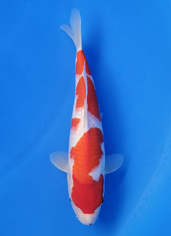 Koi fish for sale — 33 cm Matsue Kohaku at ChampKoi
