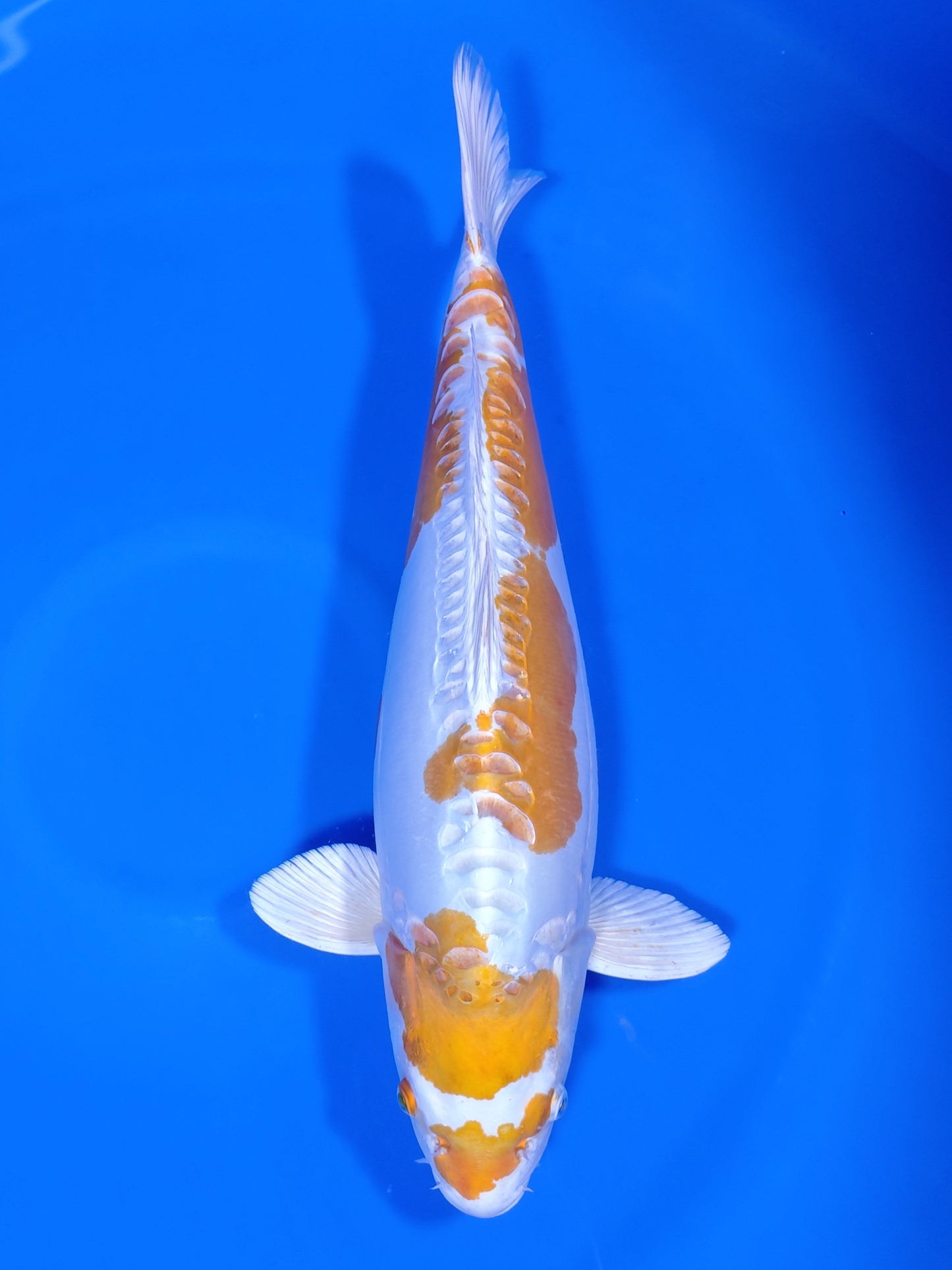 Koi fish for sale — 56 cm Ozumi Ikarashi Doitsu Hariwake at ChampKoi