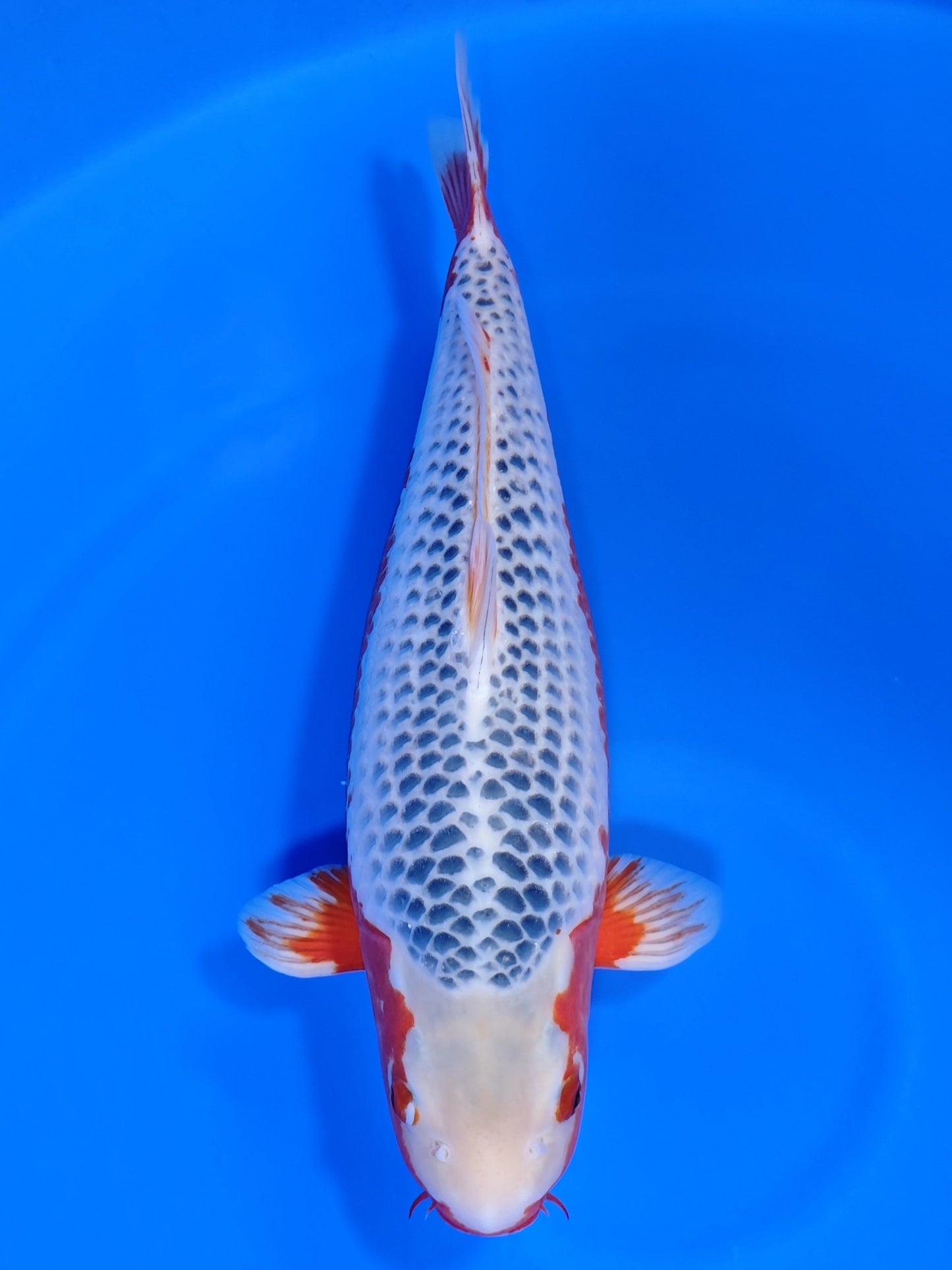 Koi fish for sale — 54 cm Marusei Asagi at ChampKoi