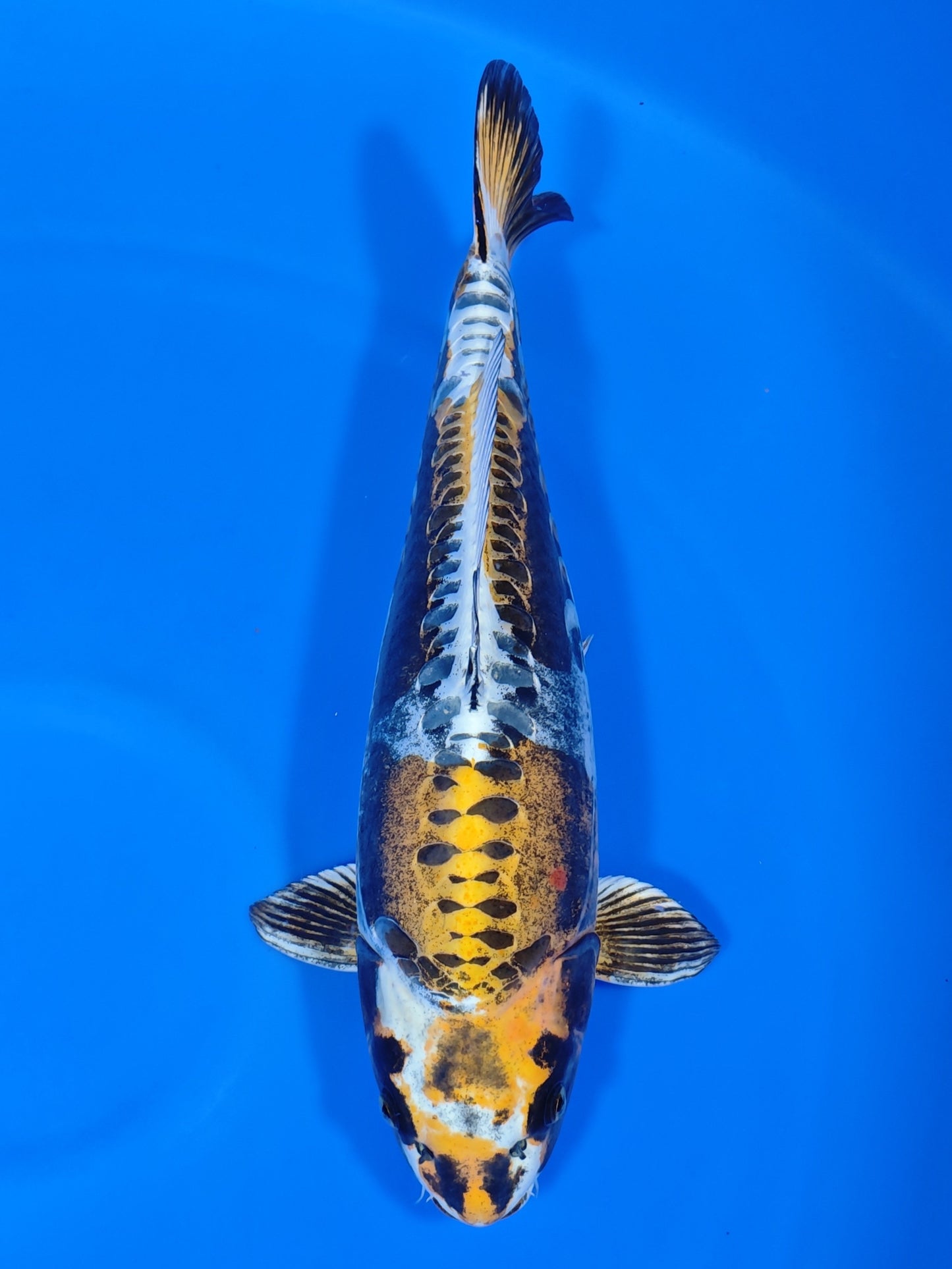 Koi fish for sale — 51 cm Marusei Doitsu Kogane Ochiba at ChampKoi