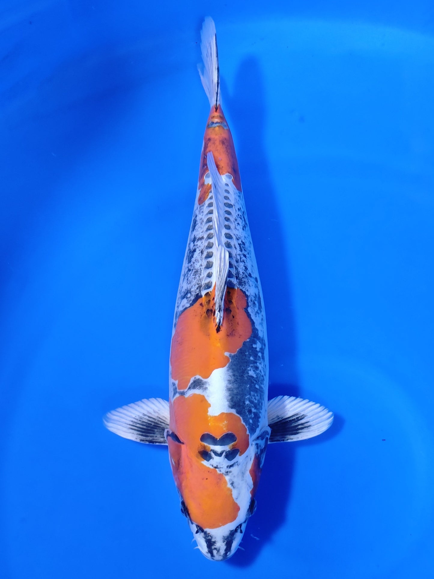 Koi fish for sale — 56 cm Ozumi Ikarashi Beni Kikokuryu at ChampKoi