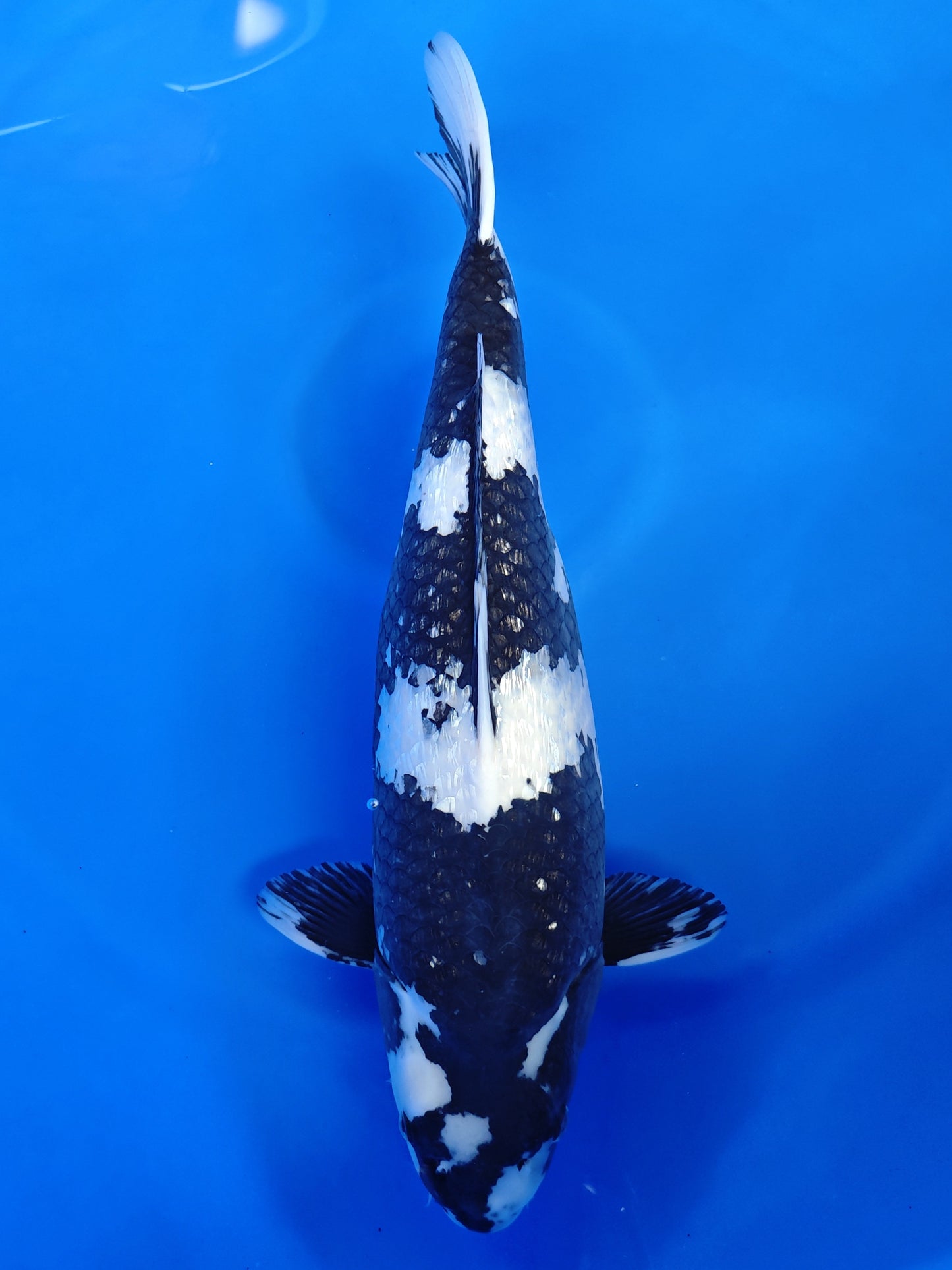 Koi fish for sale — 57 cm Sakazume Ginrin Shiro Utsuri at ChampKoi