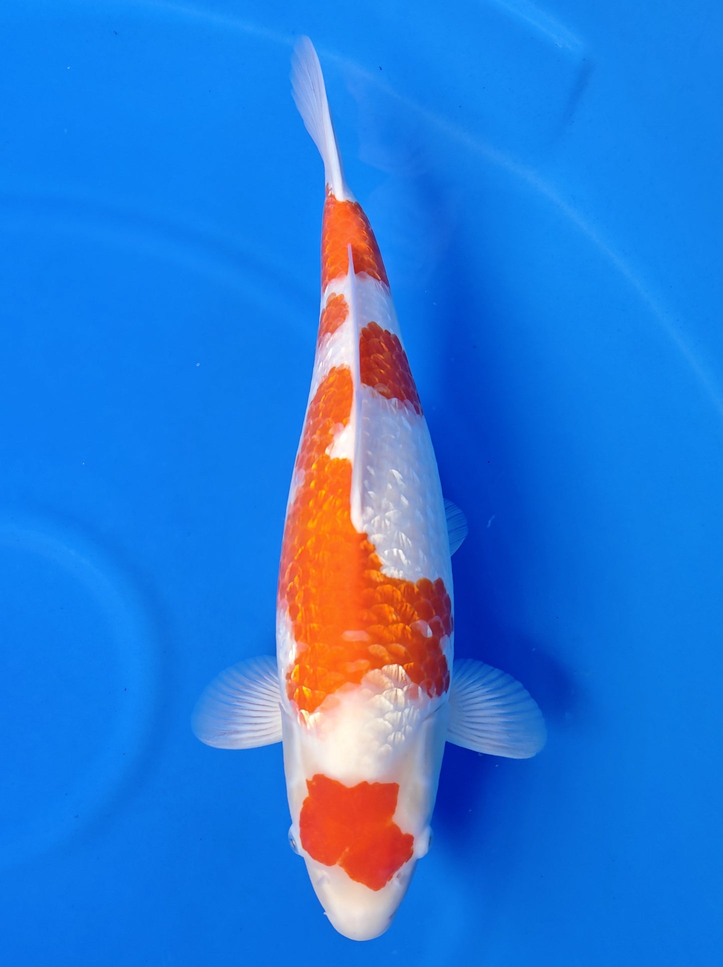 Koi fish for sale — 53 cm Sakazume Ginrin Kohaku at ChampKoi