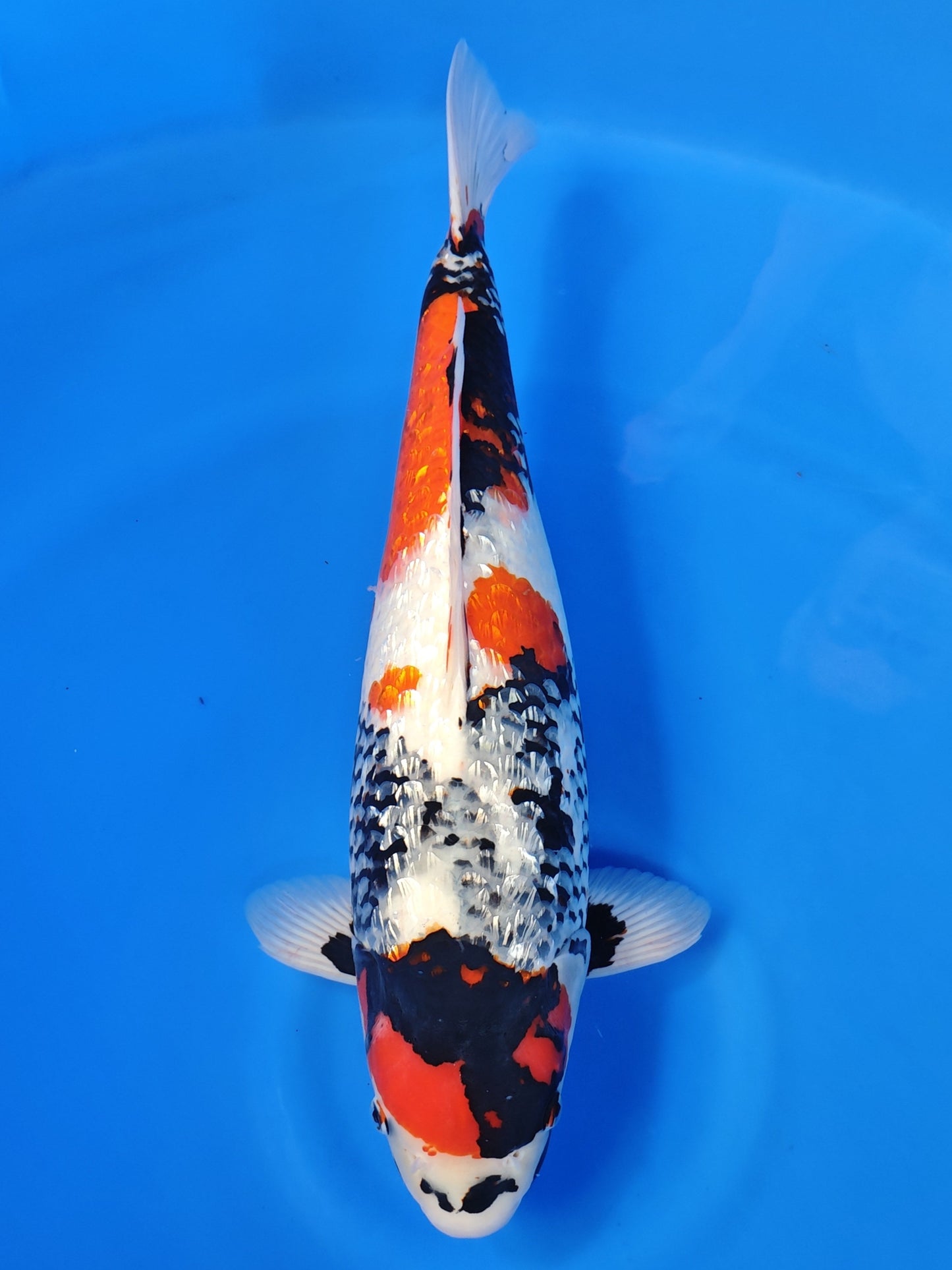 Koi fish for sale — 56 cm Shinoda Ginrin Showa at ChampKoi