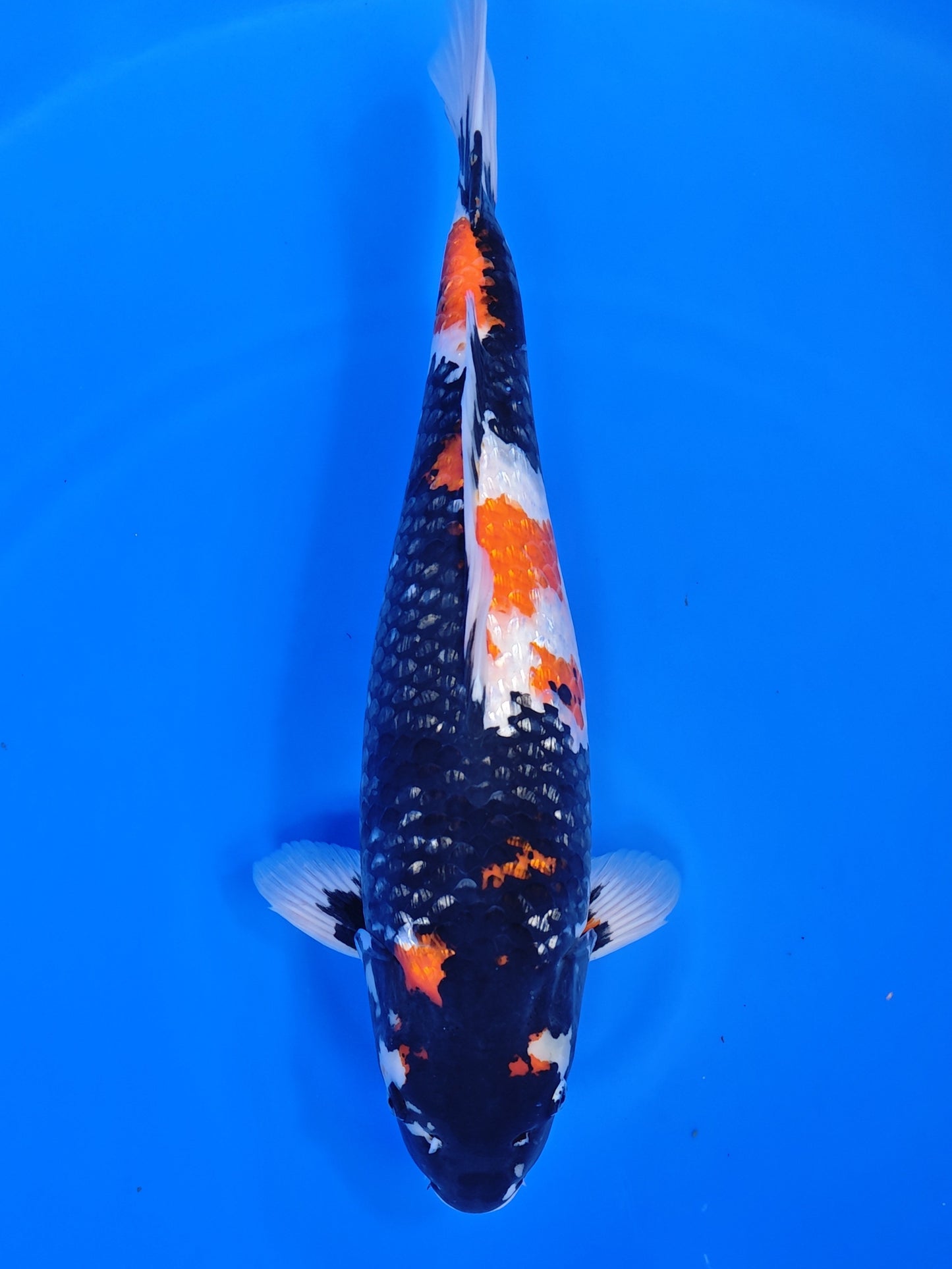 Koi fish for sale — 58 cm Shinoda Ginrin Showa at ChampKoi