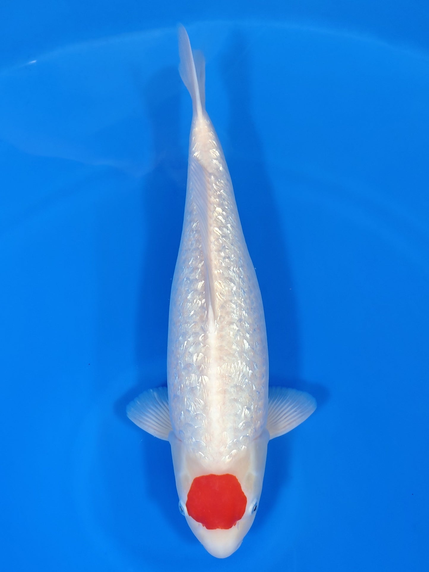 Koi fish for sale — 52 cm Shinoda Ginrin Tancho at ChampKoi