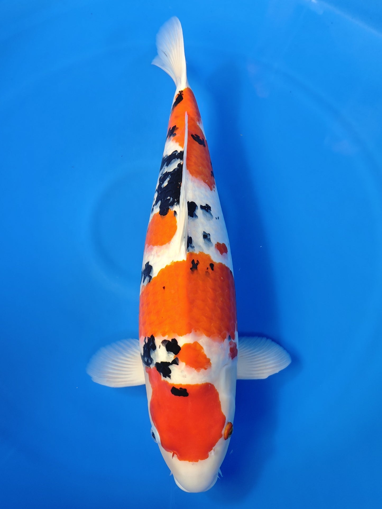 Koi fish for sale — 65 cm Marudo Sanke at ChampKoi