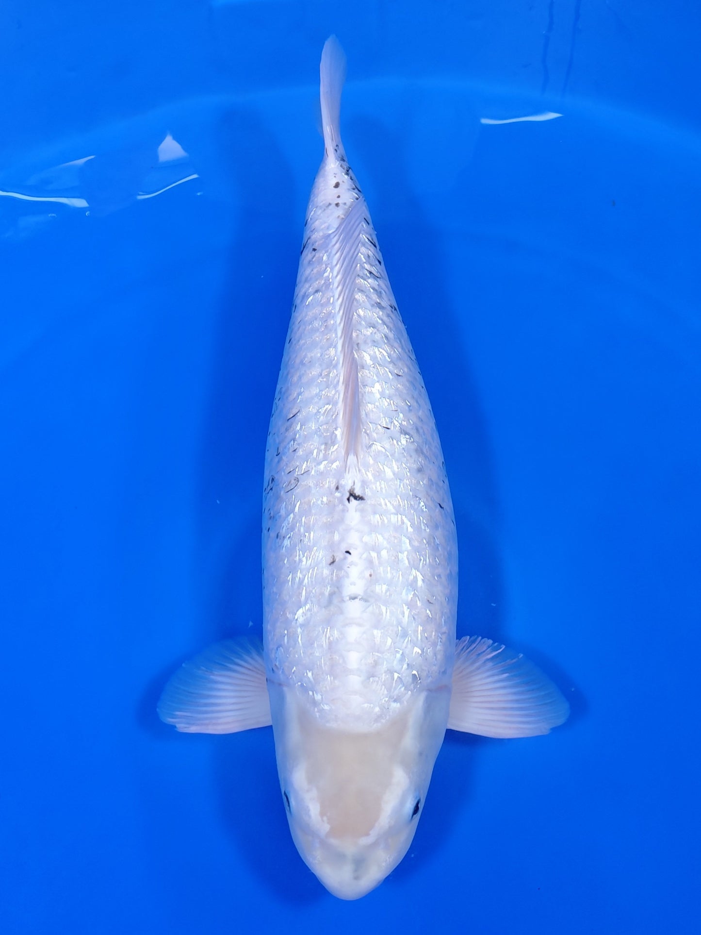 Koi fish for sale — 65 cm Marusaka Metallic Matsukawabake at ChampKoi