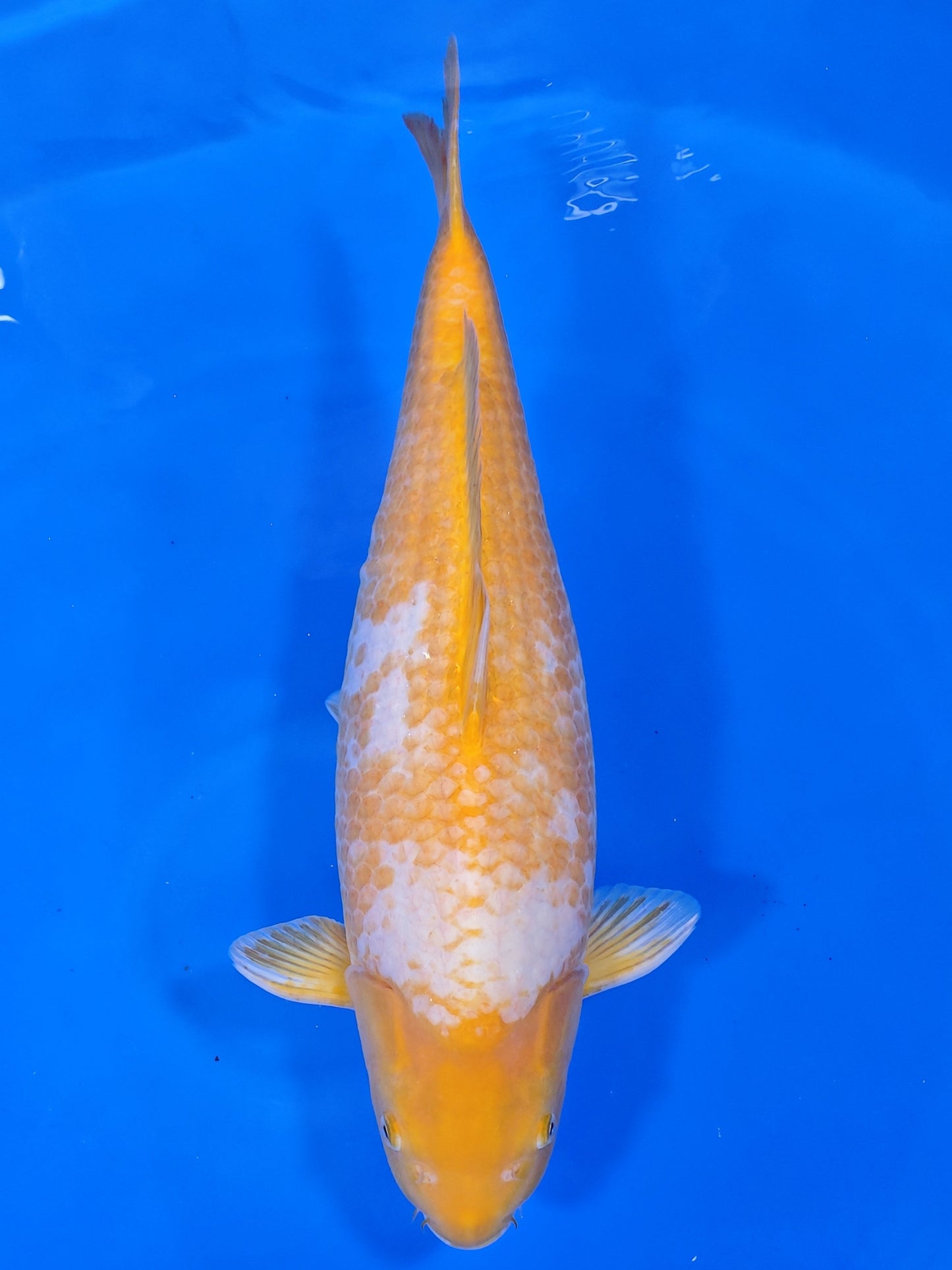 Koi fish for sale — 57 cm Takatetsu Kawarigoi at ChampKoi