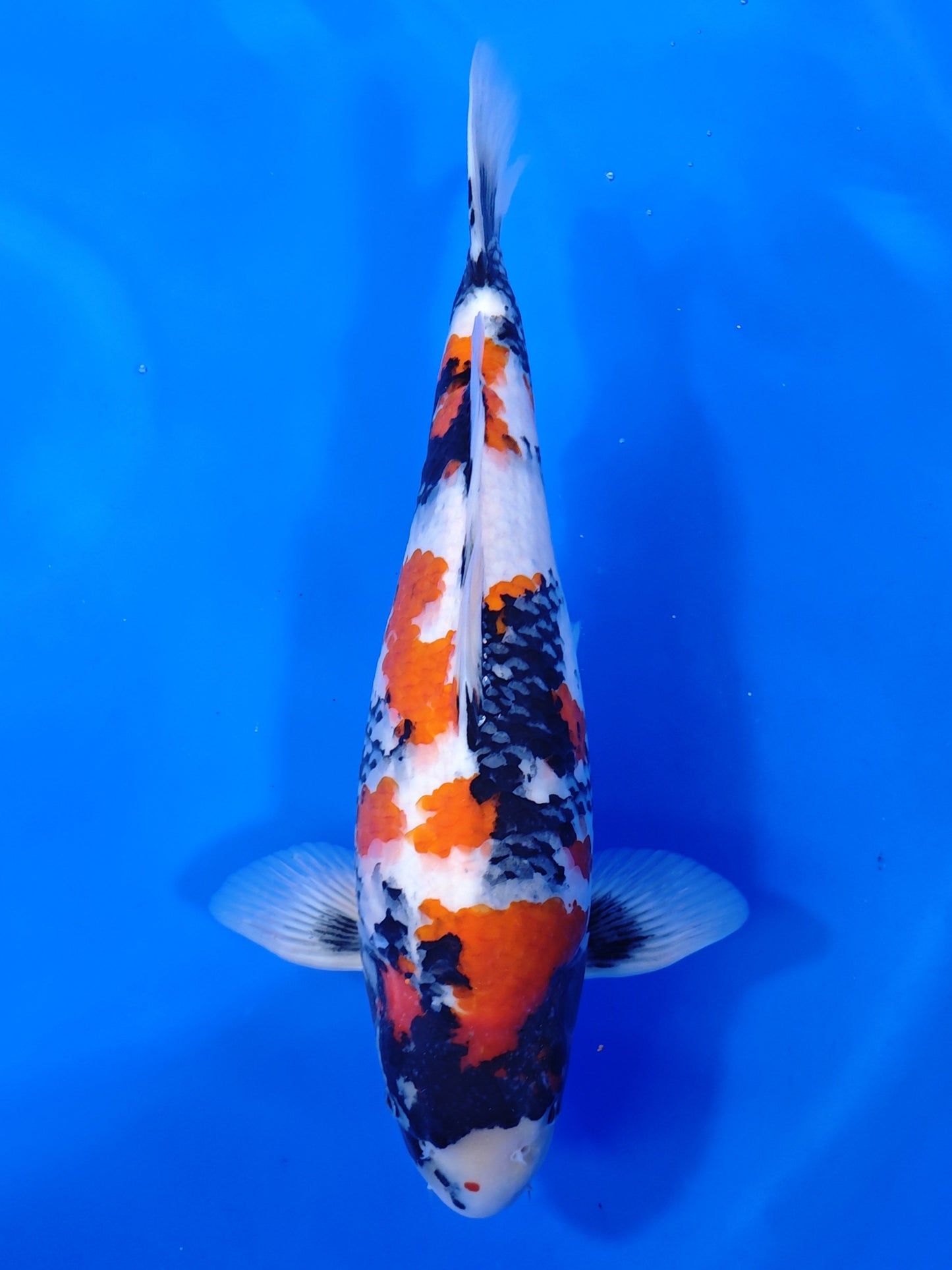 Koi fish for sale — 48 cm Izumiya Showa at ChampKoi
