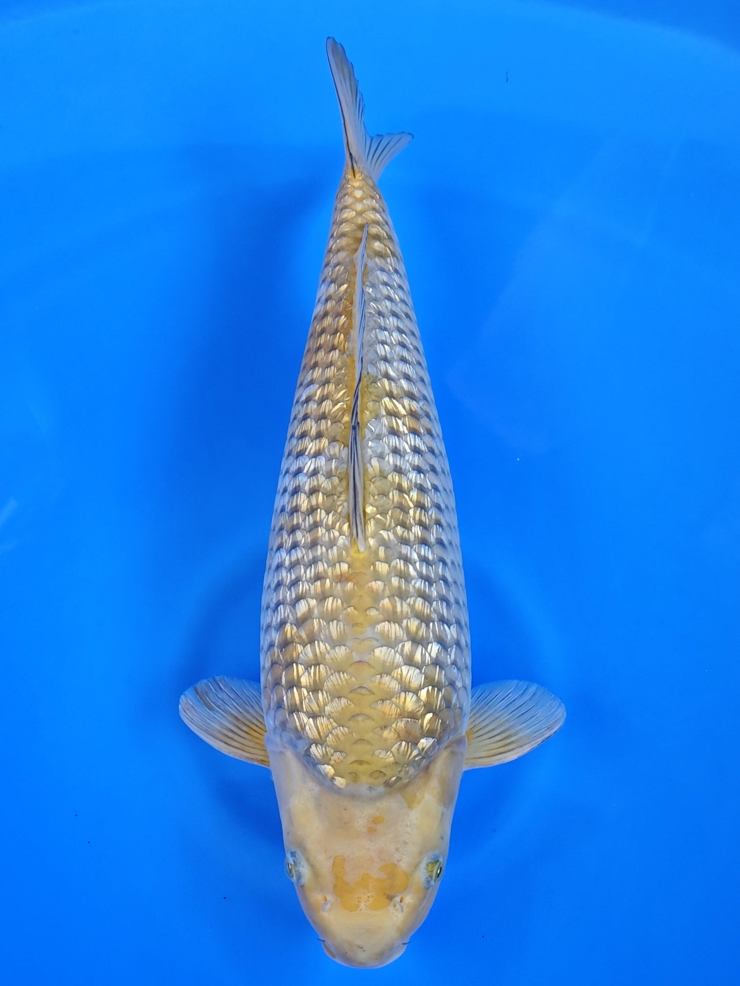 Koi fish for sale — 51 cm Hiroi Ginrin Ochiba at ChampKoi