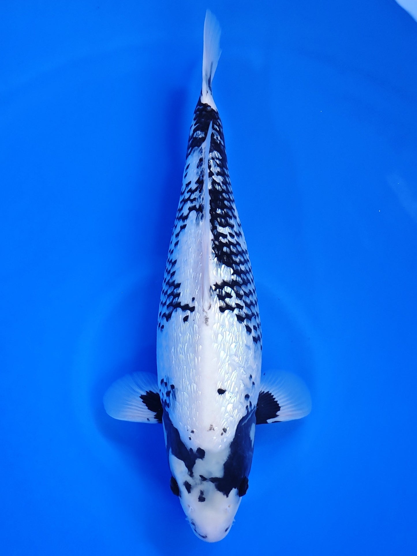 Koi fish for sale — 46 cm Kaneko Ginrin Matsukawabake at ChampKoi