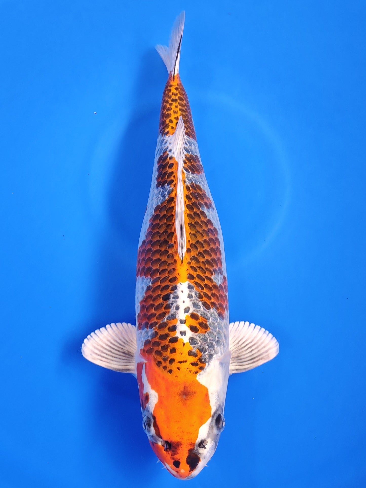 Koi fish for sale — 40 cm Kaneko Kujaku at ChampKoi