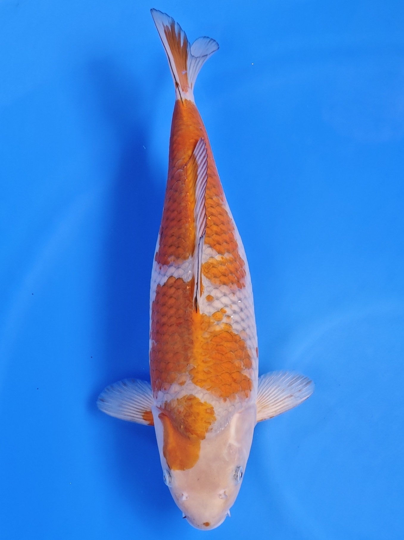 Koi fish for sale — 38 cm Kaneko Ochiba at ChampKoi