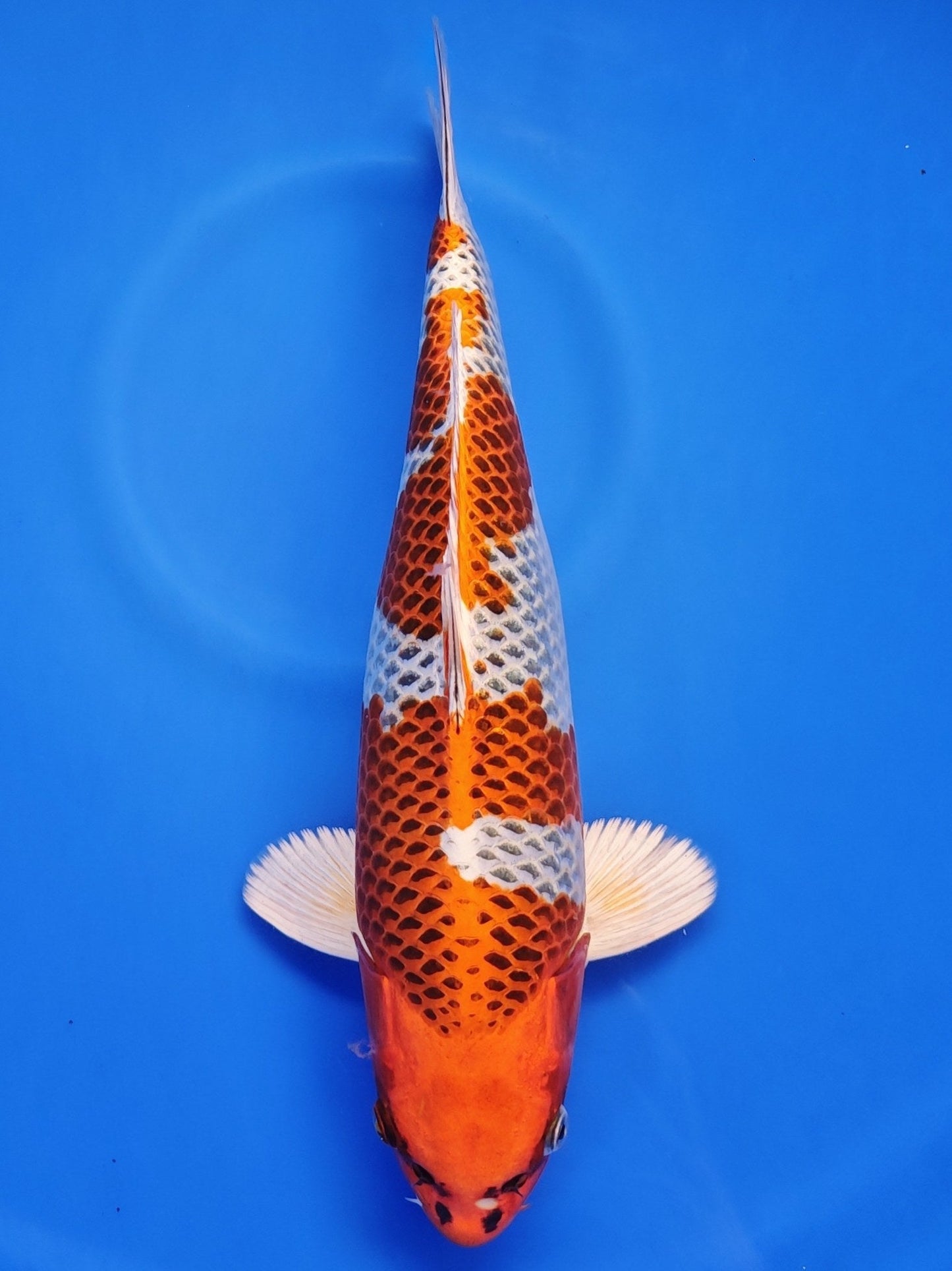 Koi fish for sale — 38 cm Kaneko Kujaku at ChampKoi