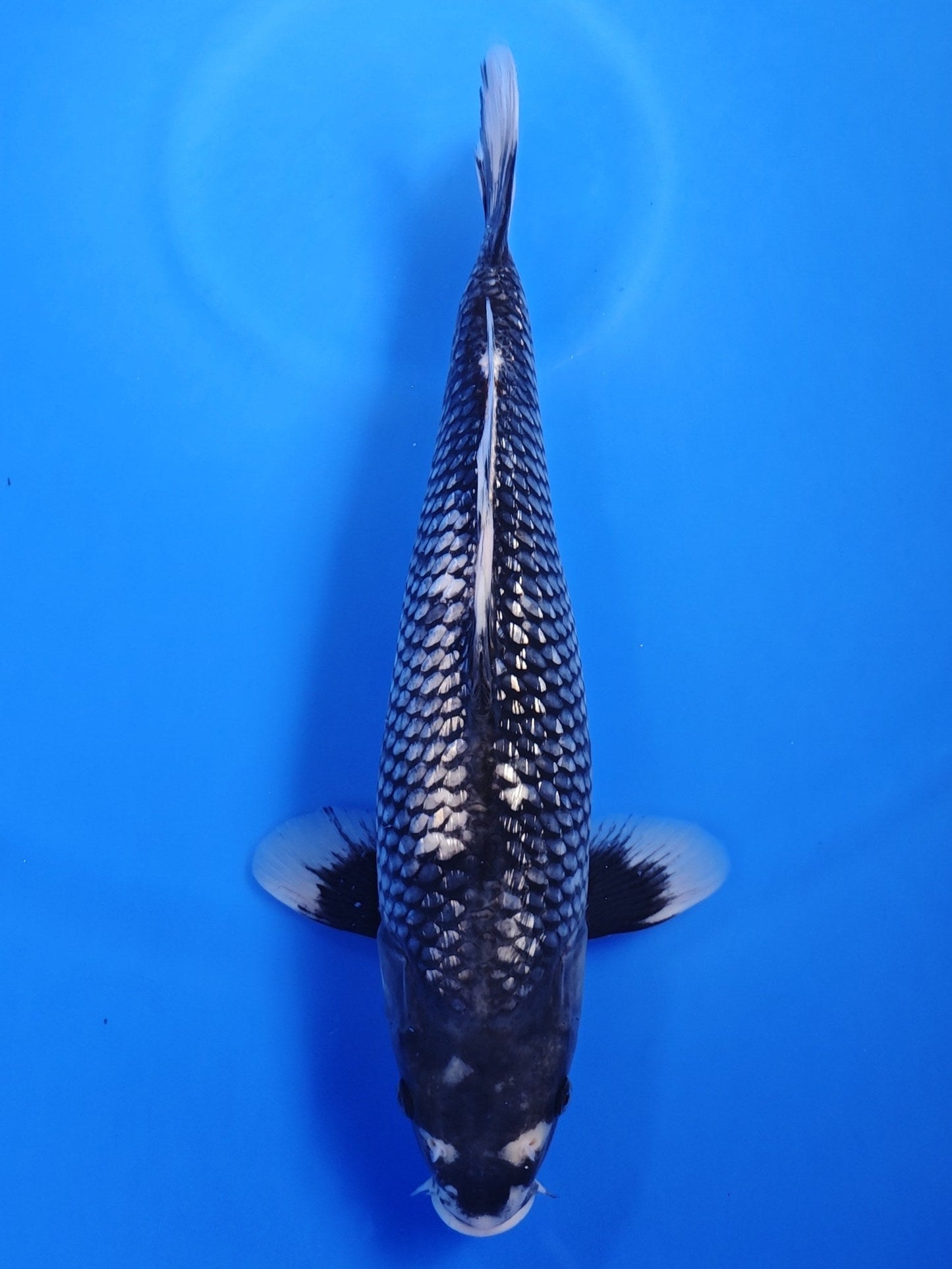 Koi fish for sale — 38 cm Kaneko Ginrin Matsukawabake at ChampKoi