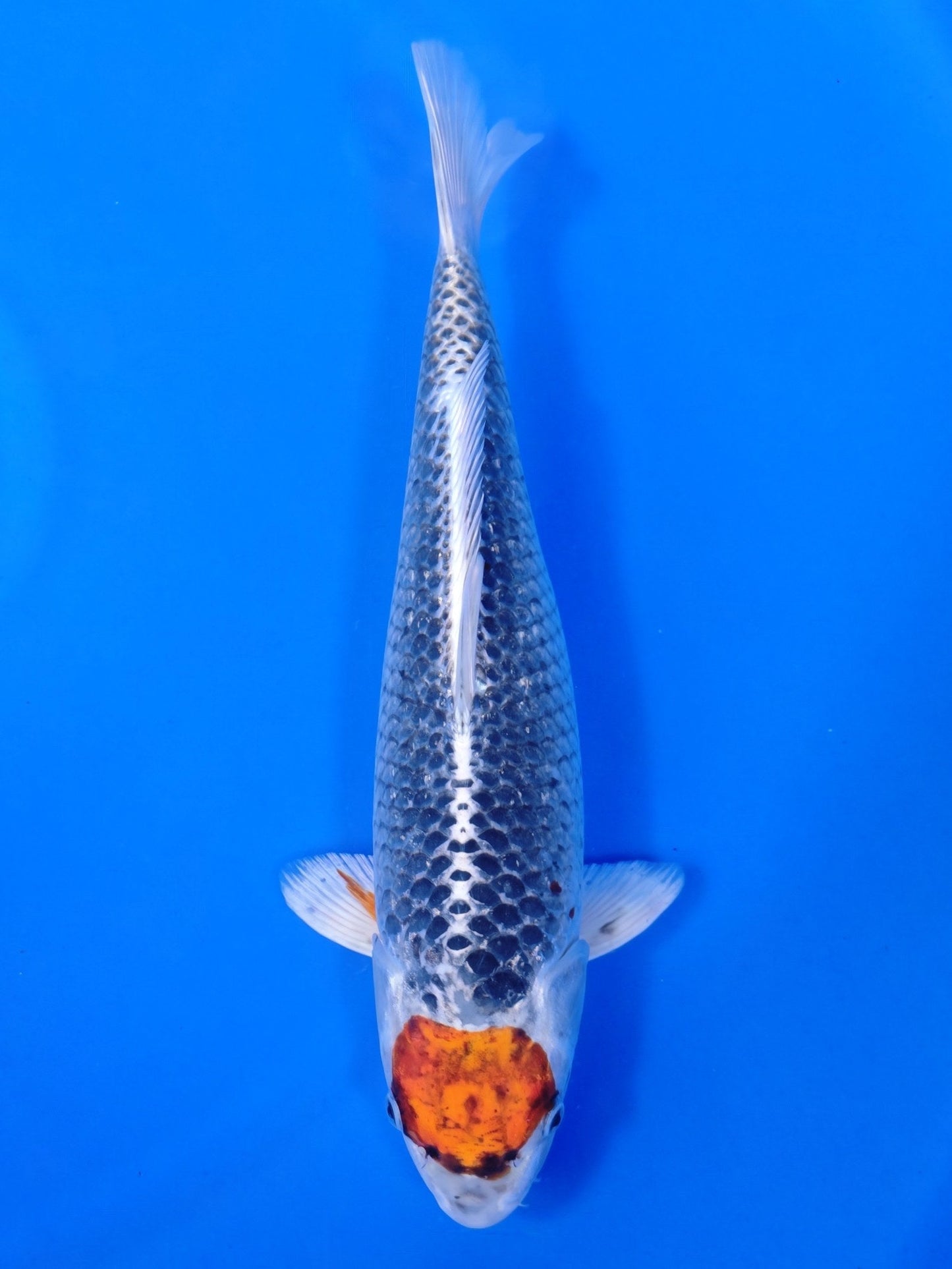 Koi fish for sale — 40 cm Maruhiro Tancho Kujajku at ChampKoi