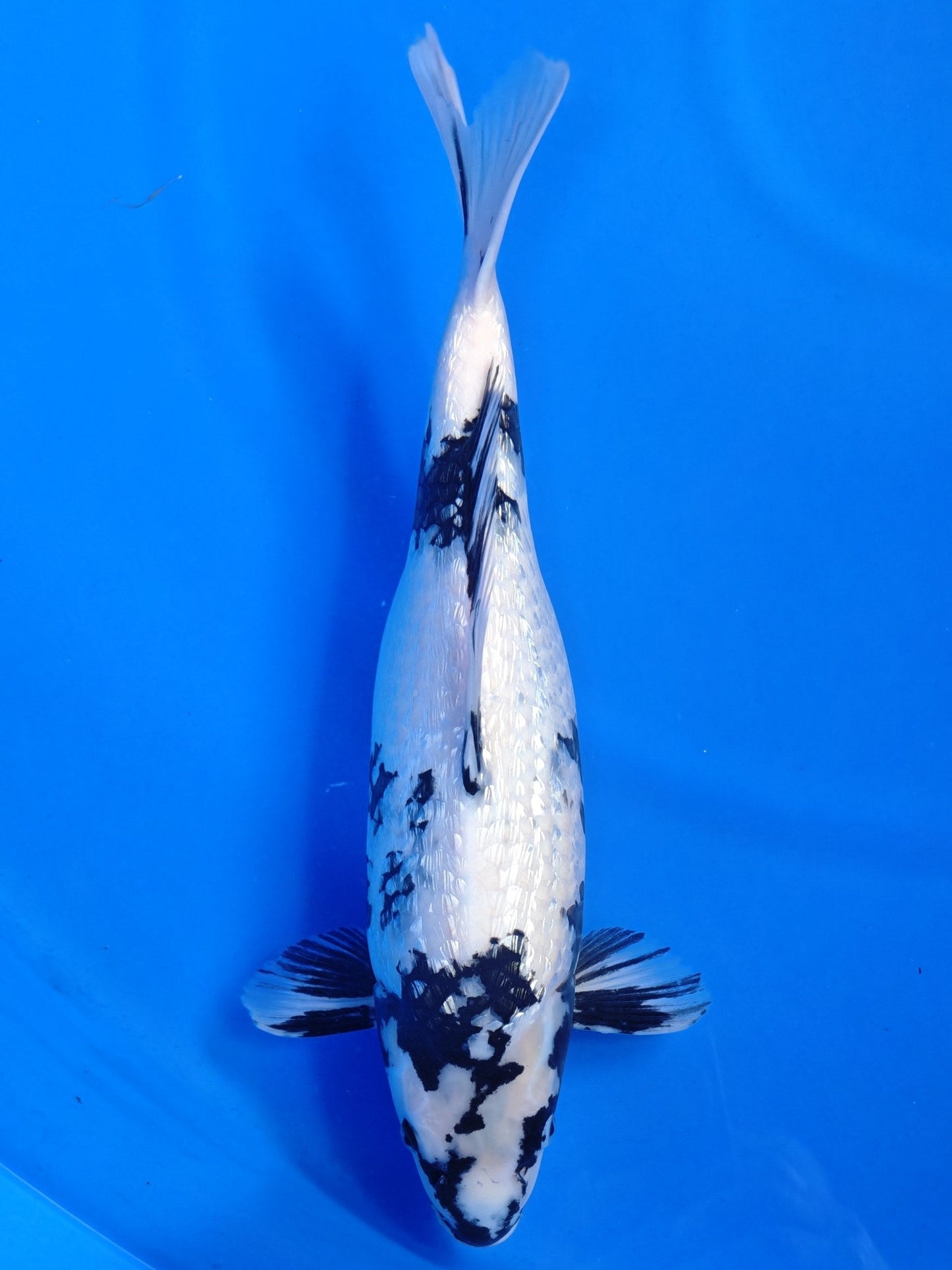 Koi fish for sale — 45 cm Maruhiro Ginrin Shiro Utsuri at ChampKoi