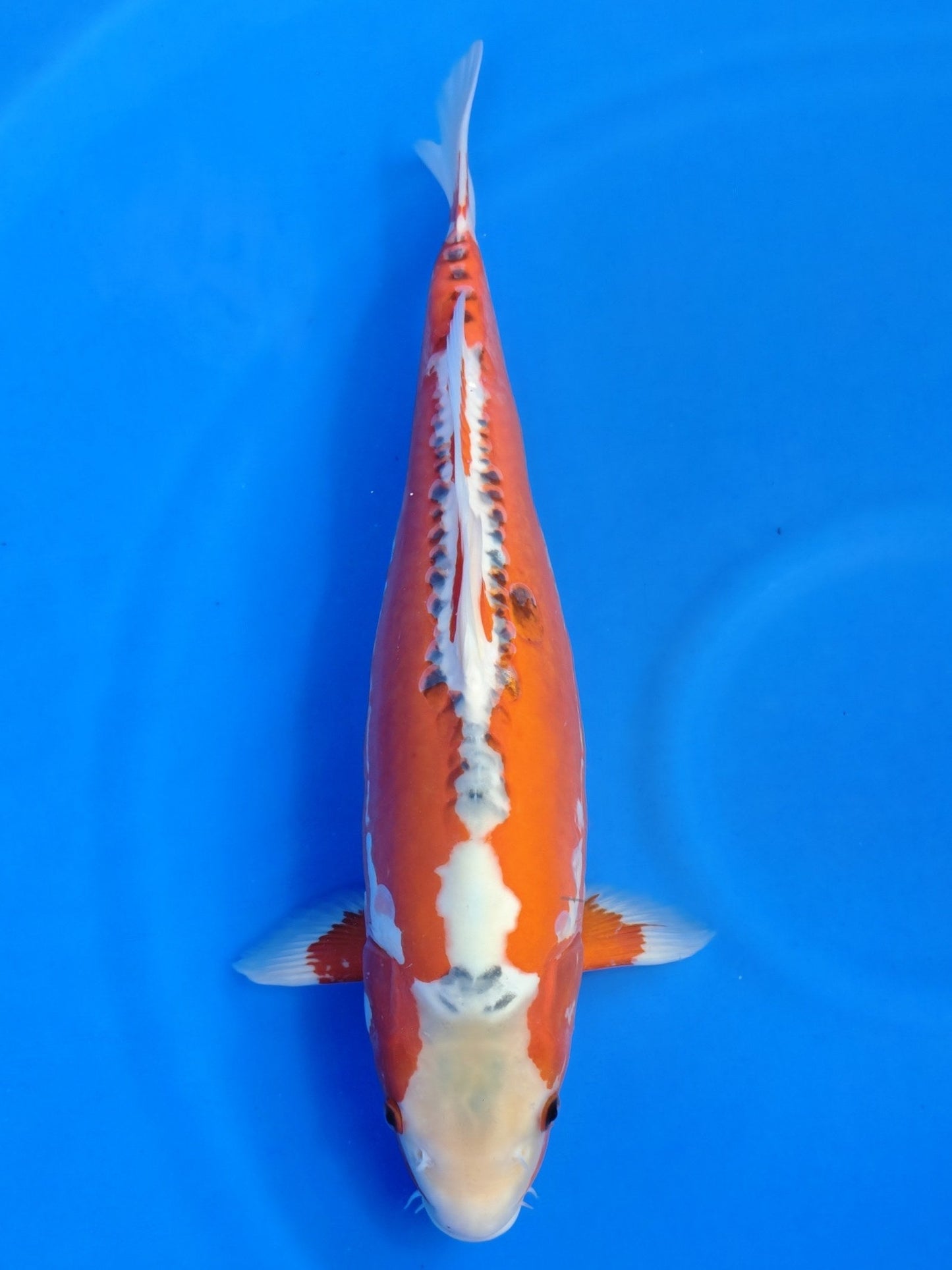 Koi fish for sale — 45 cm Maruhiro Shusui at ChampKoi