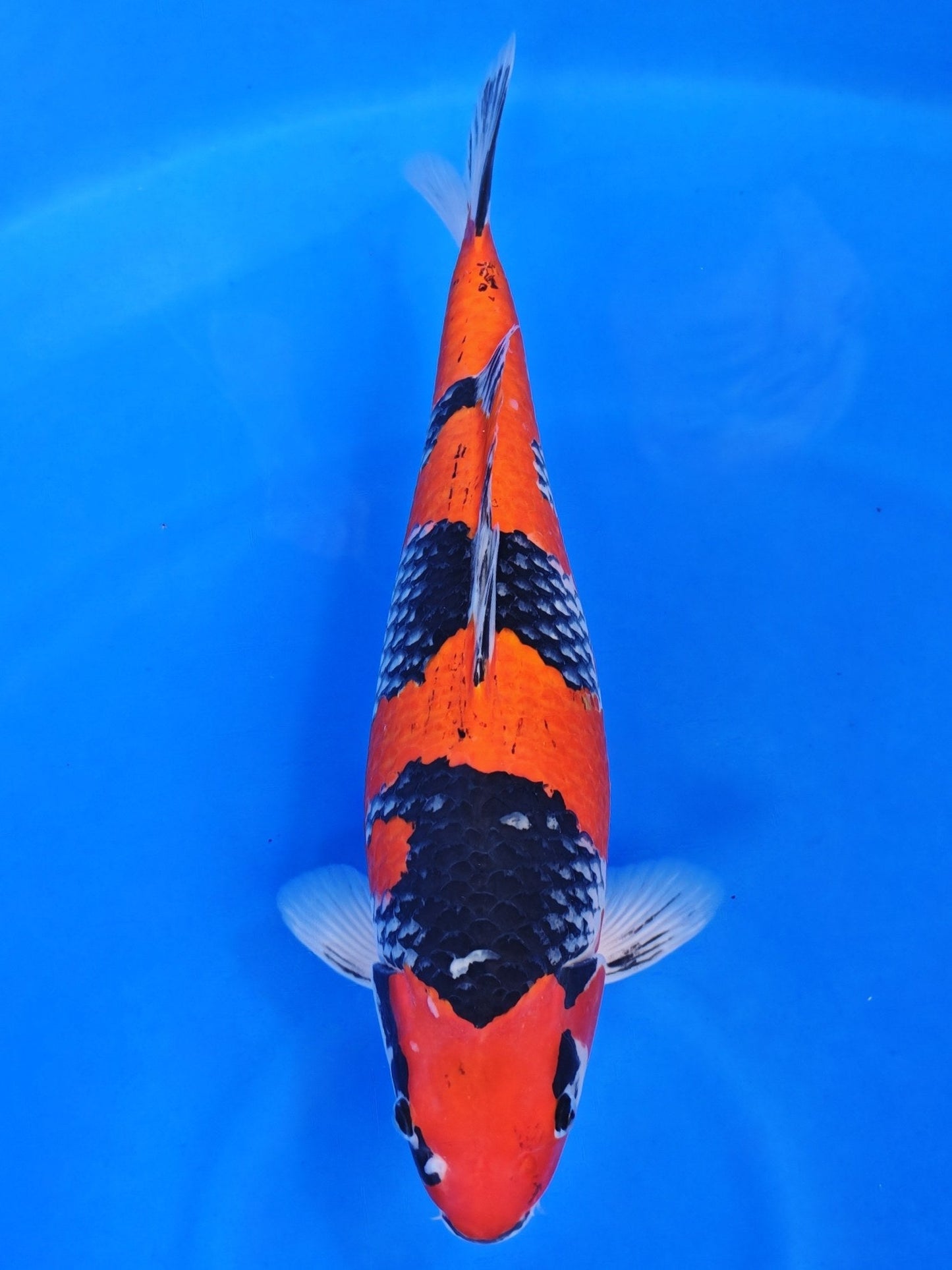 Koi fish for sale — 47 cm Ozumi Ikarashi Goshiki at ChampKoi