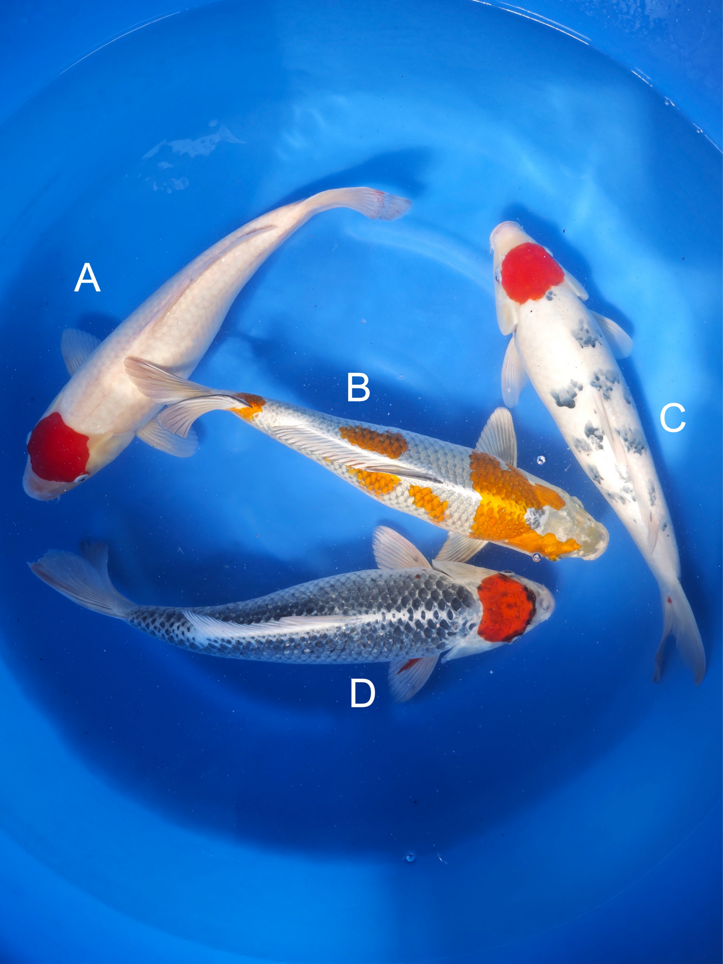 Koi fish for sale — 40-45 cm Maruhiro Tancho at ChampKoi