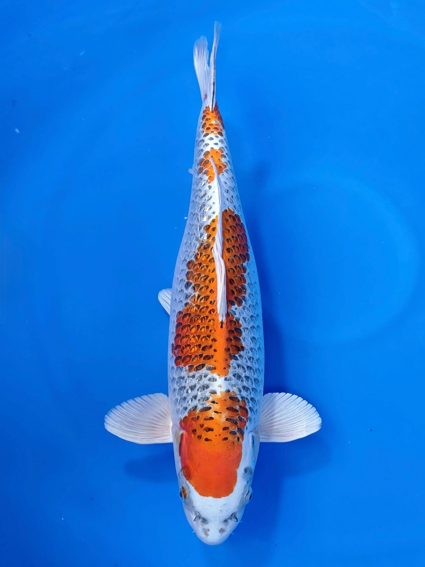 Koi fish for sale — 55 cm Marusaka Ginrin Kujaku at ChampKoi