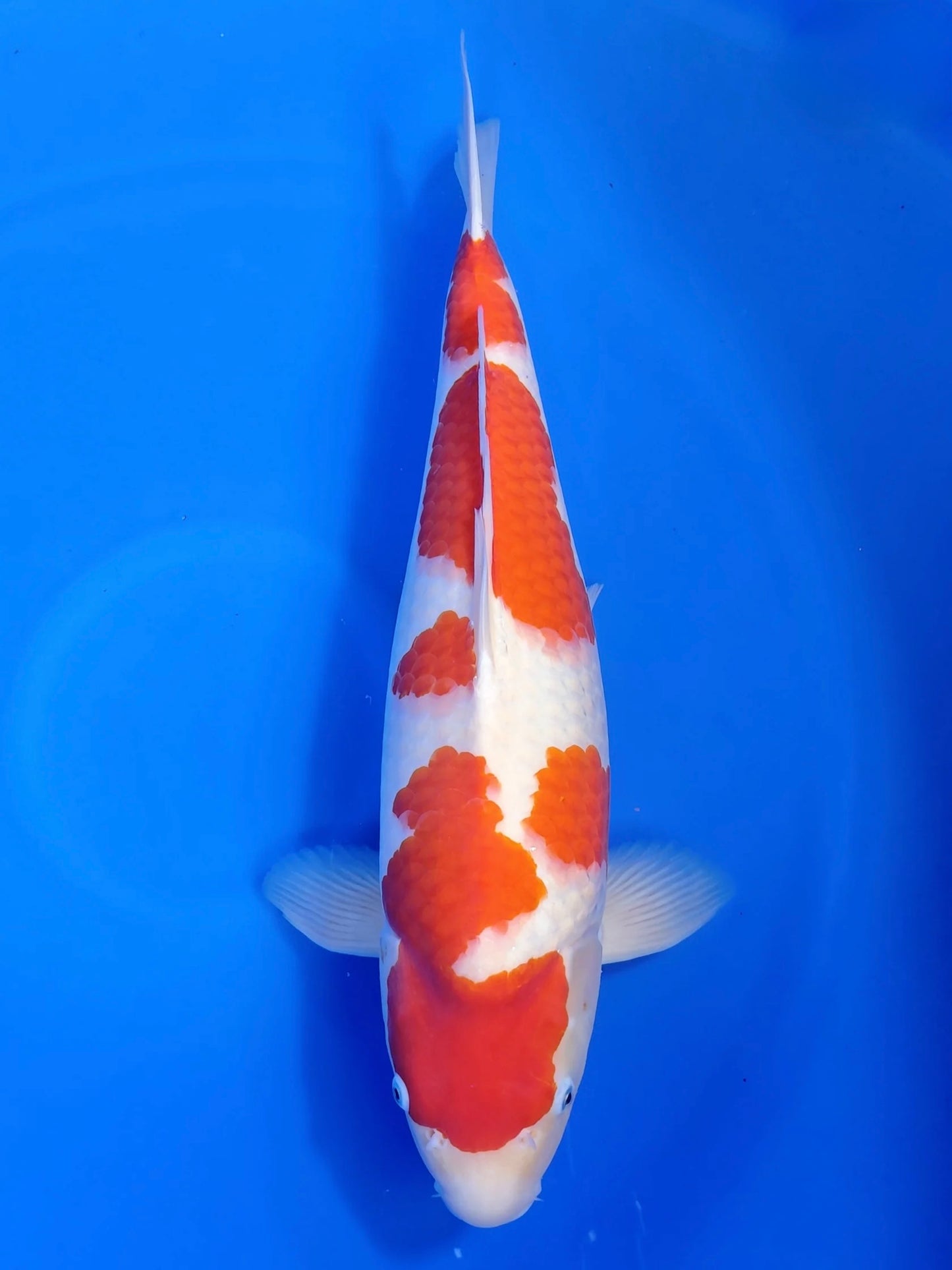 Koi fish for sale — 62 cm Marudo Kohaku at ChampKoi