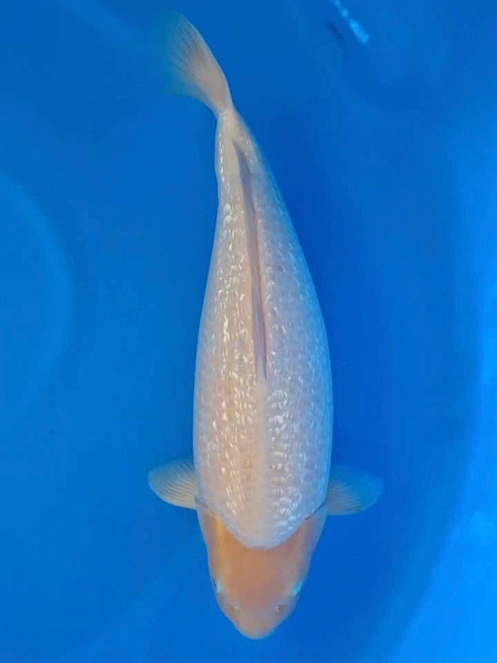 Koi fish for sale — 52 cm Dainichi Yellow Monkey at ChampKoi