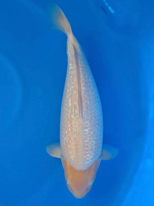 Koi fish for sale — 52 cm Dainichi Yellow Monkey at ChampKoi
