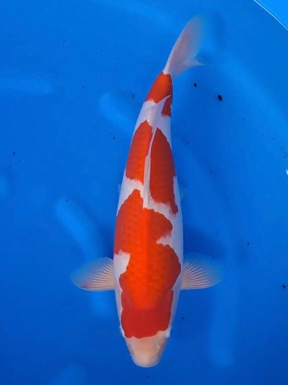 Koi fish for sale — 44 cm Hoshikin Kohaku at ChampKoi