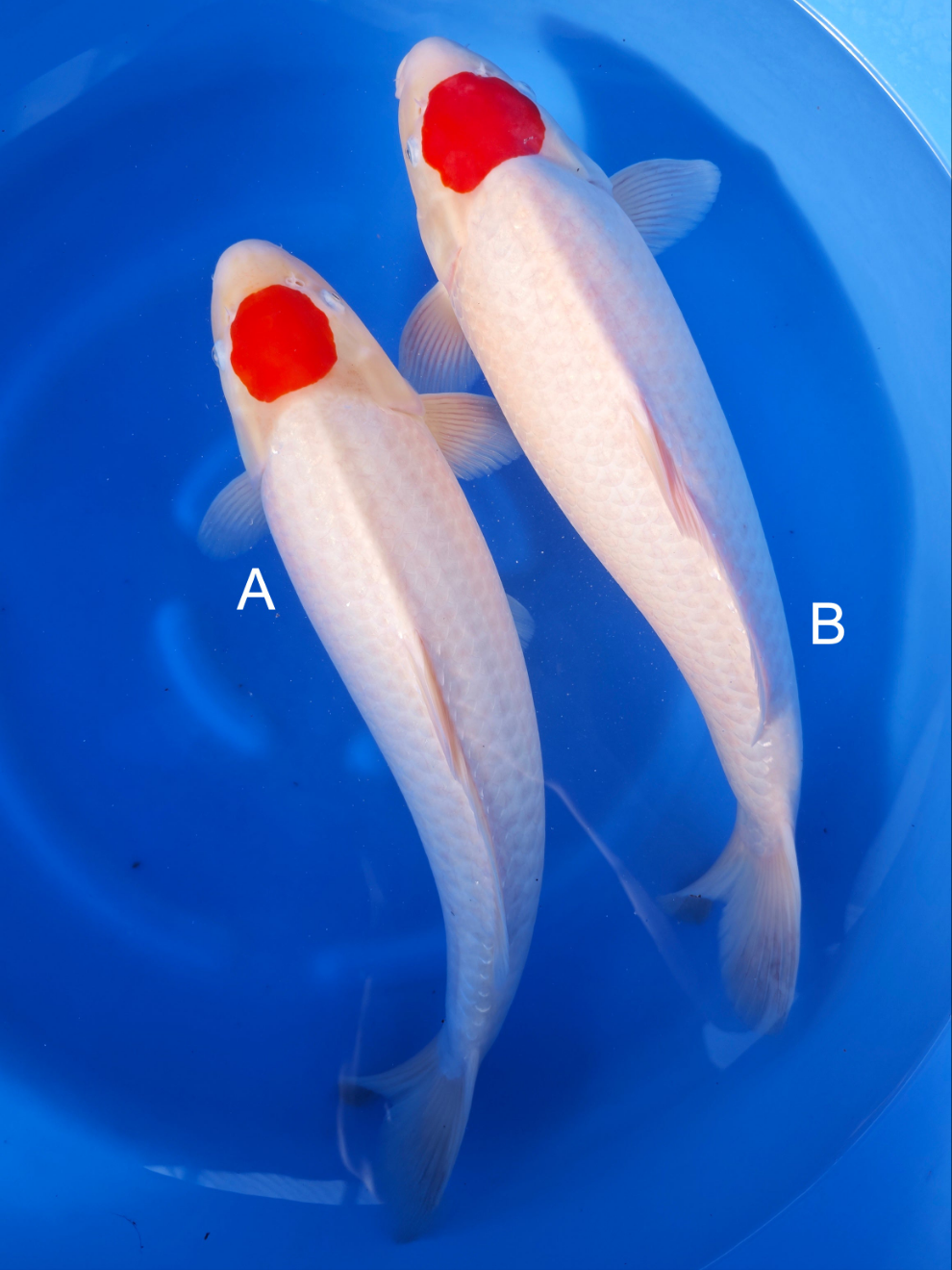 Koi fish for sale — 50-55 cm Nogami Tancho Kohaku at ChampKoi