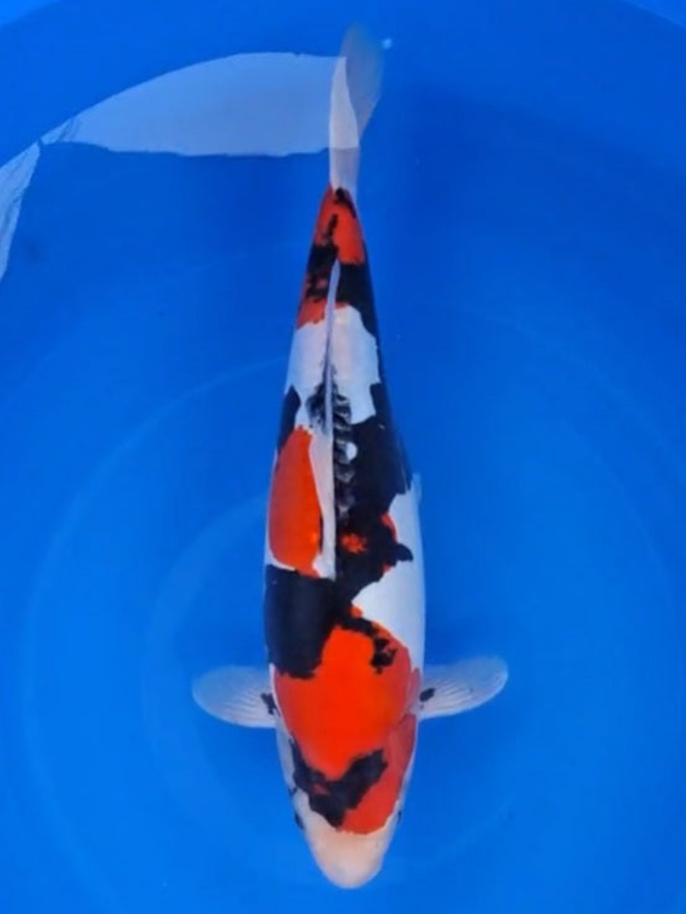 Koi fish for sale — 46 cm Hiroi Doitsu Showa at ChampKoi