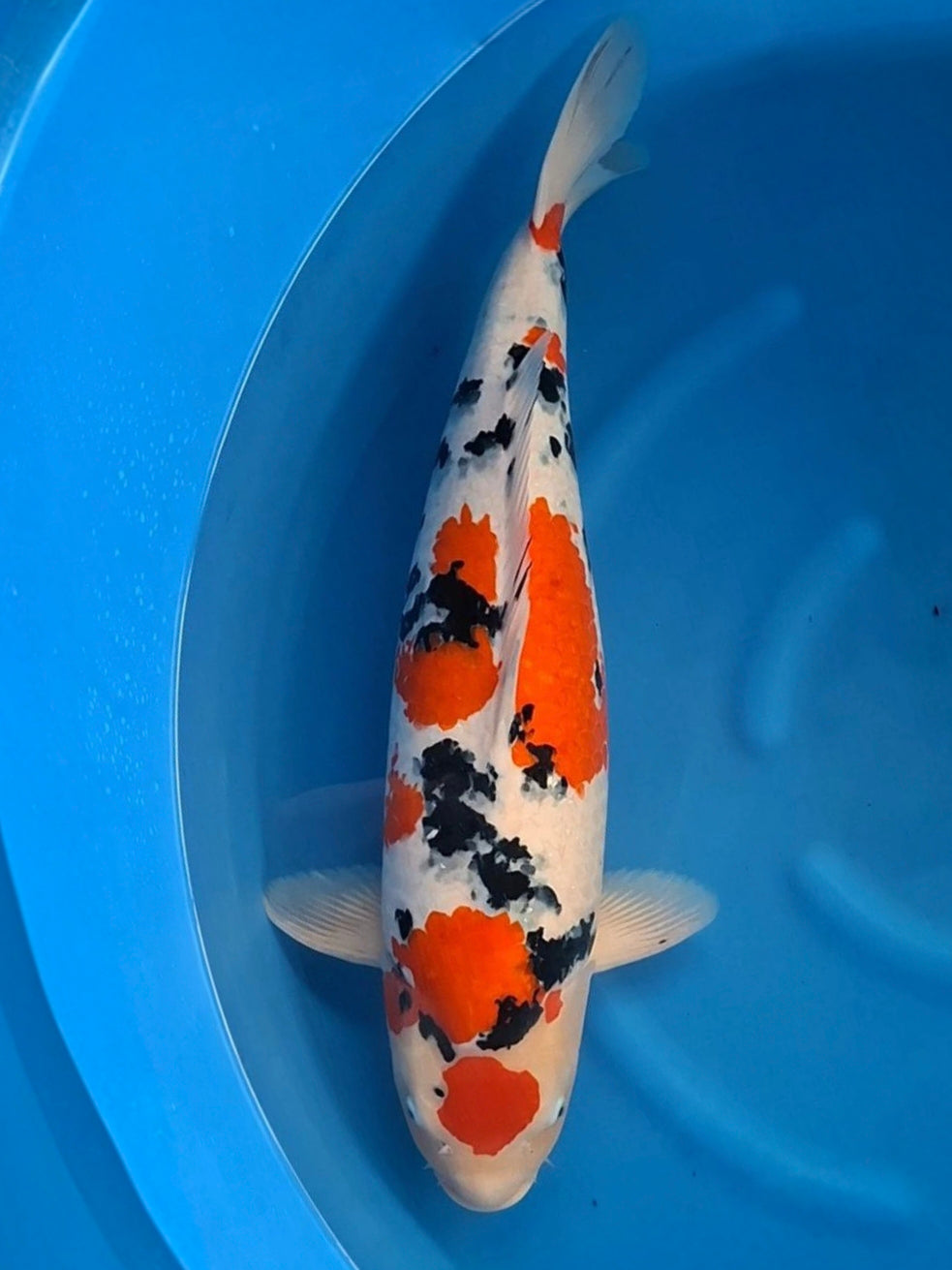 Koi fish for sale — 70 cm Marusei Sanke at ChampKoi