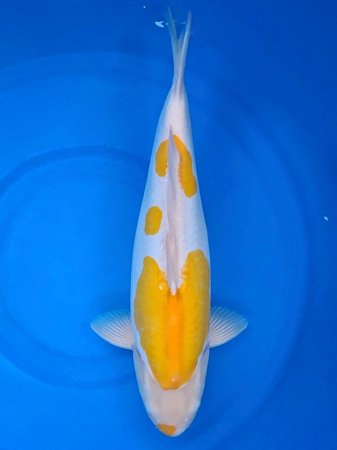 Koi fish for sale — 55 cm Takatatsu Doitsu Kijiro at ChampKoi