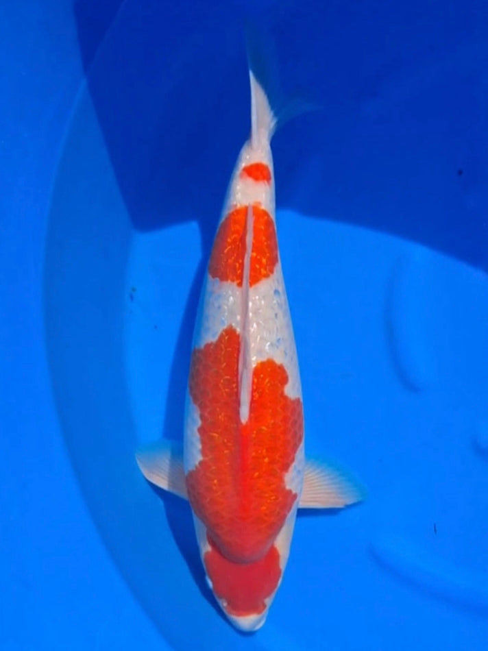 Koi fish for sale — 58 cm Teradomari Ginrin Kohaku at ChampKoi