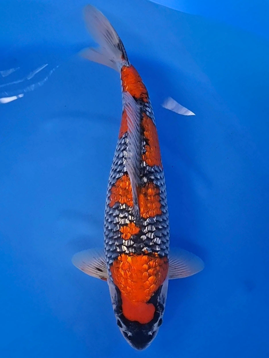Koi fish for sale — 49 cm Ikarashi Ginrin Goshiki at ChampKoi