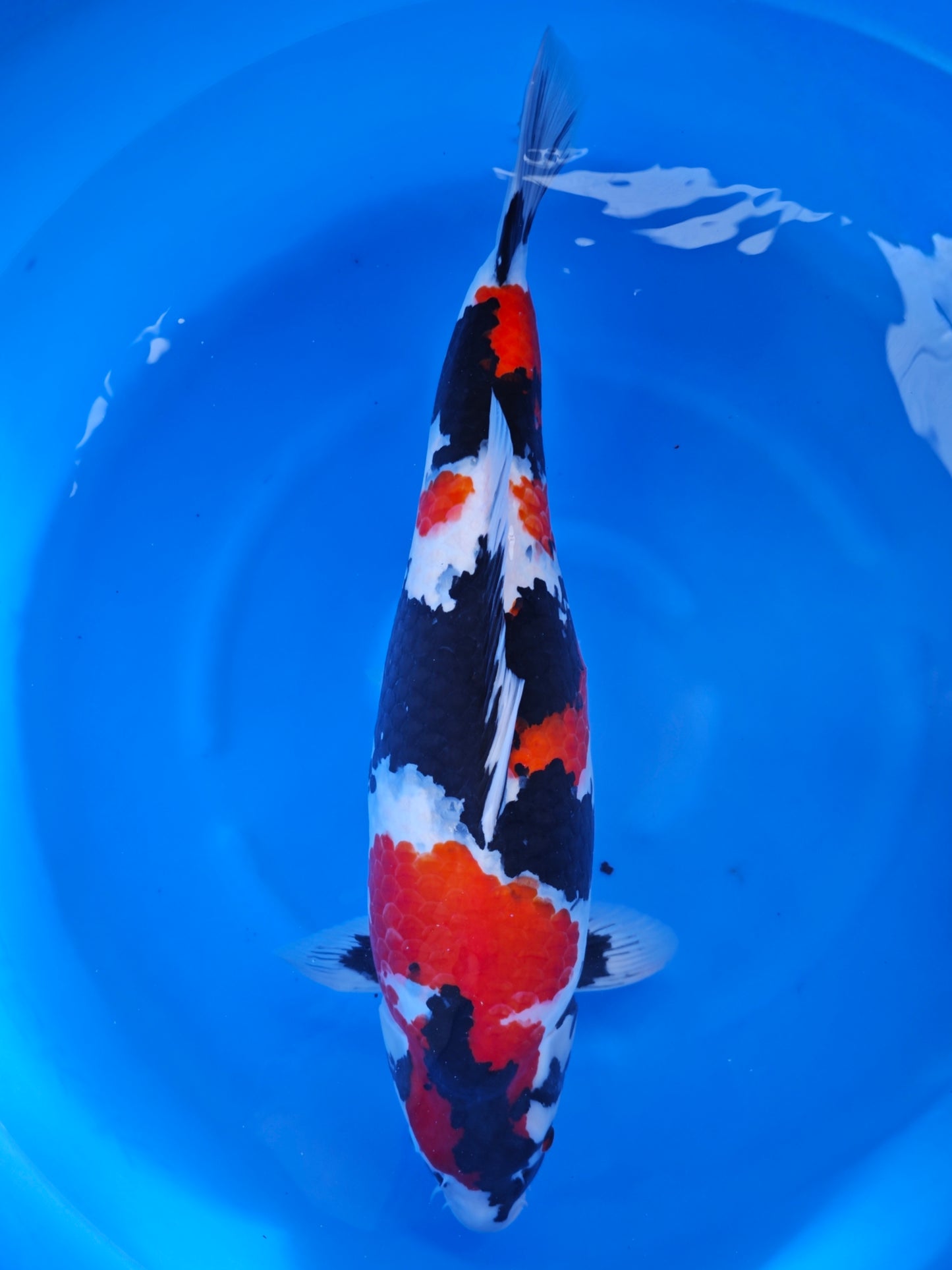 Koi fish for sale — 67 cm Otsuka Showa at ChampKoi