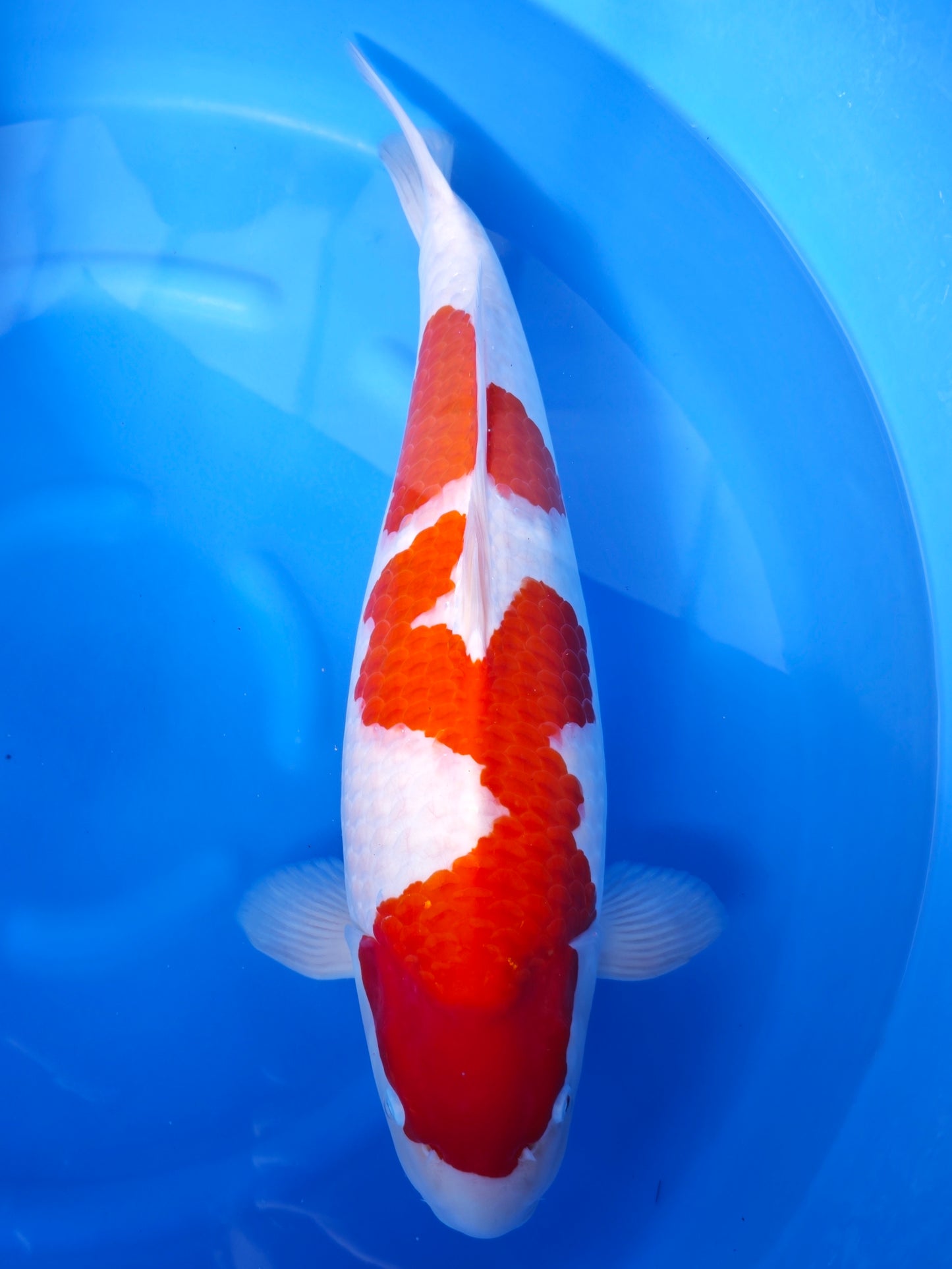 Koi fish for sale — 54 cm Nogami Kohaku at ChampKoi