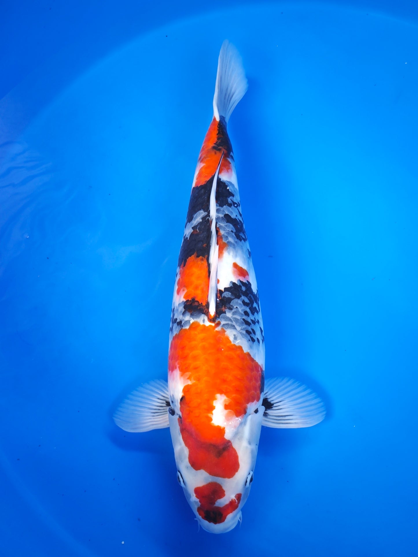 Koi fish for sale — 58 cm Isa Showa at ChampKoi