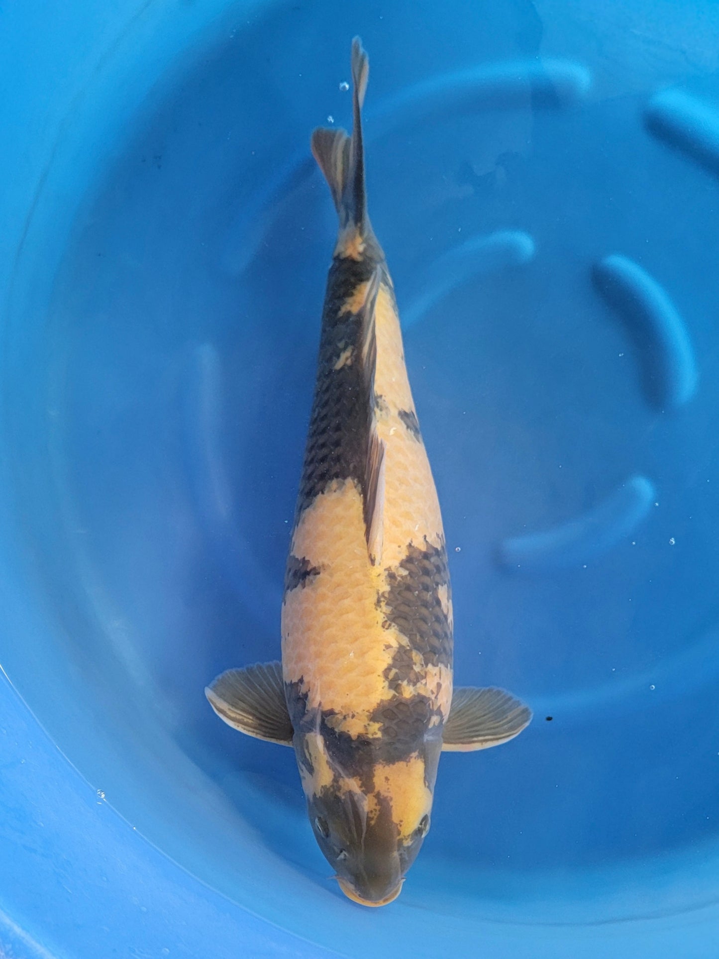 2025FALL-223 Ki Utsuri