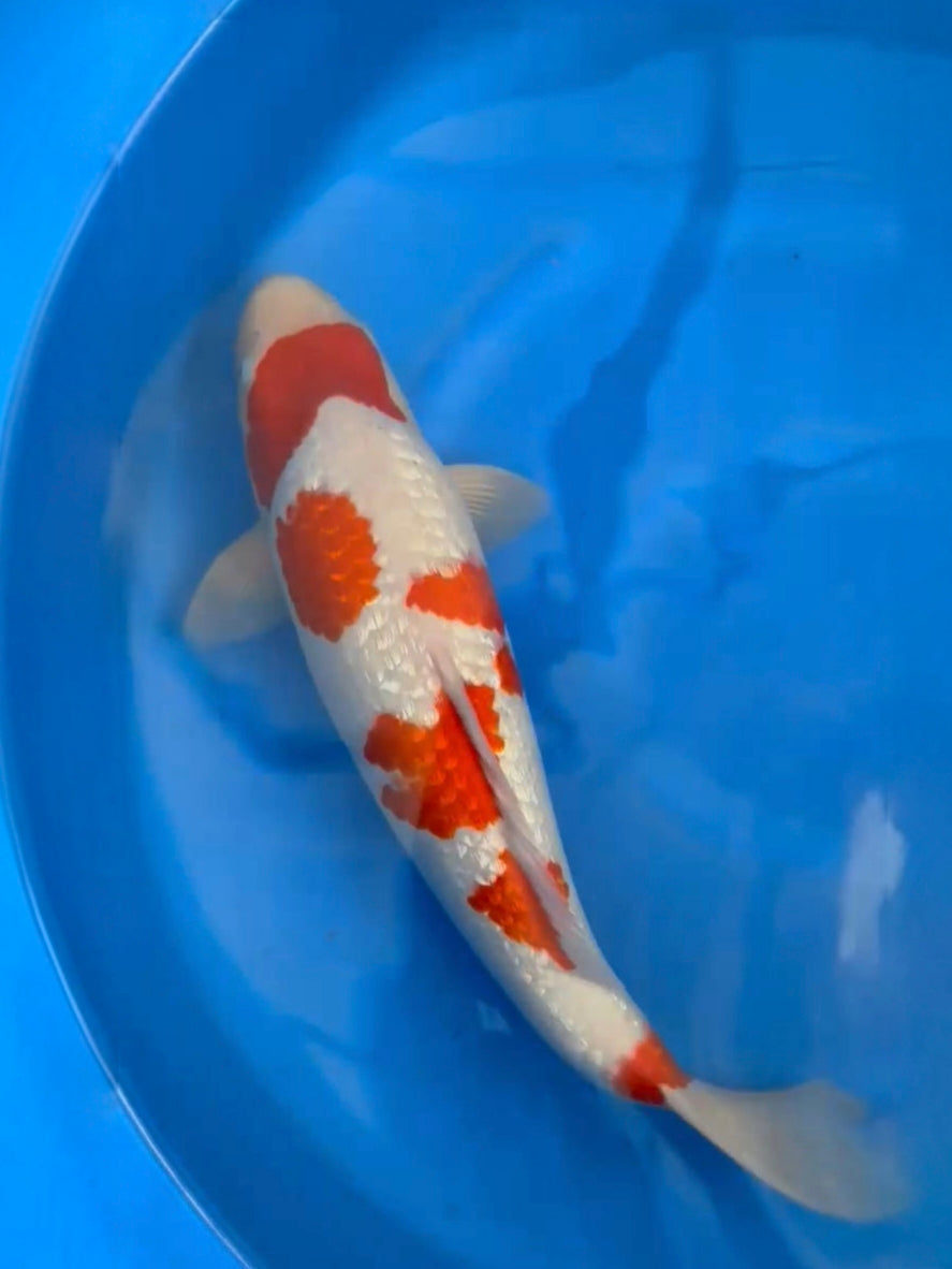 2025FALL-255 Ginrin Kohaku