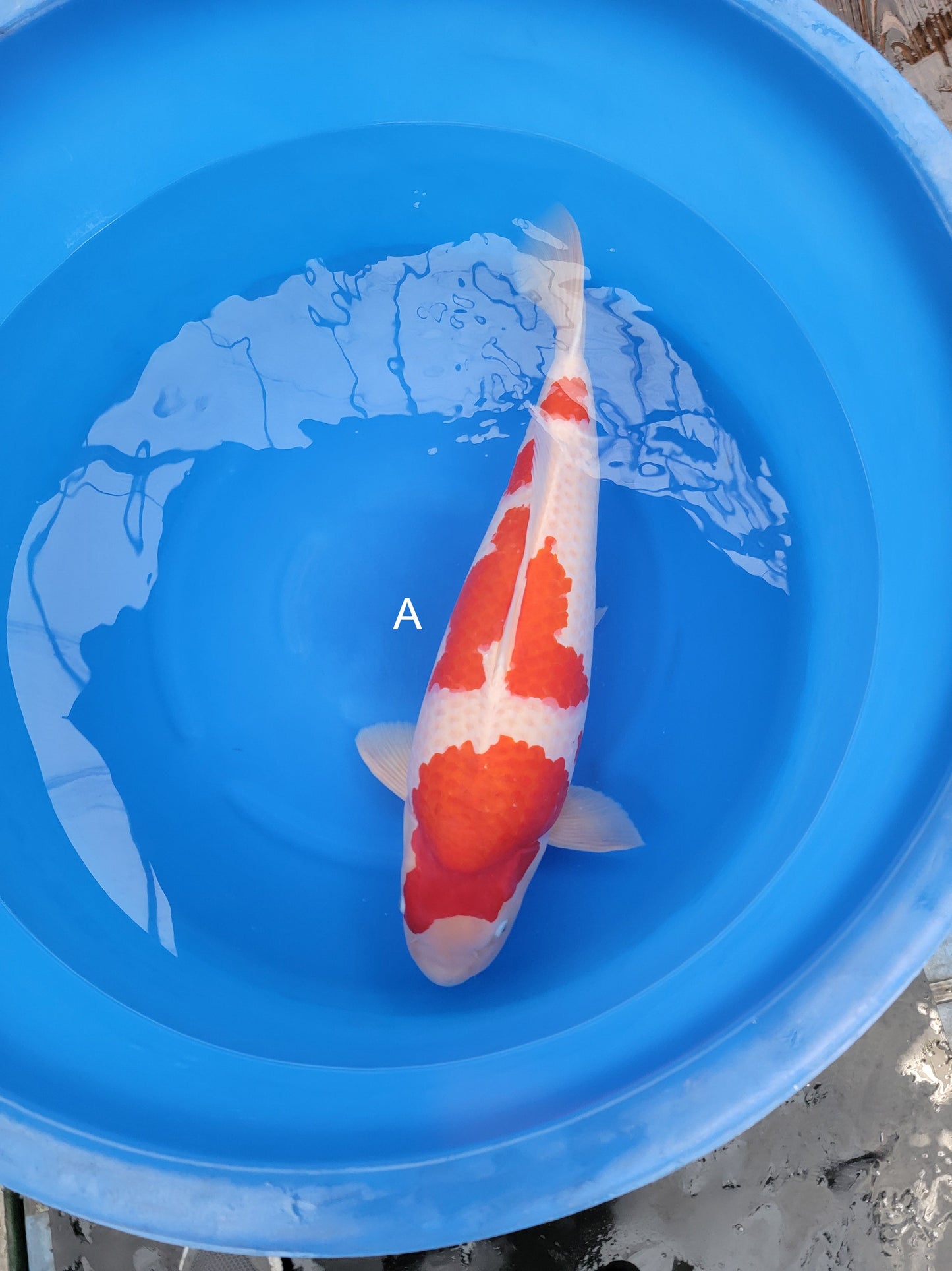 2023FALL-109 Female Kohaku