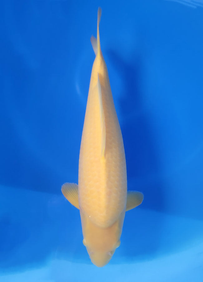 23A-174 Karashigoi