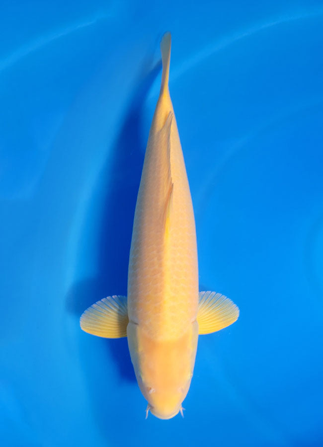 23A-228 Karashigoi