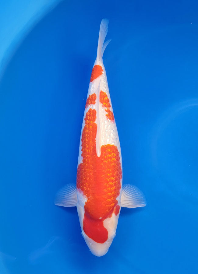 23A-243 Ginrin Kohaku